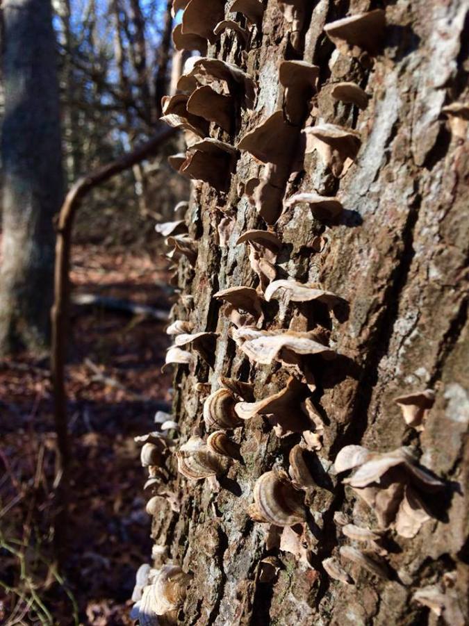 49767967_448389919027078_3549199259305771008_n